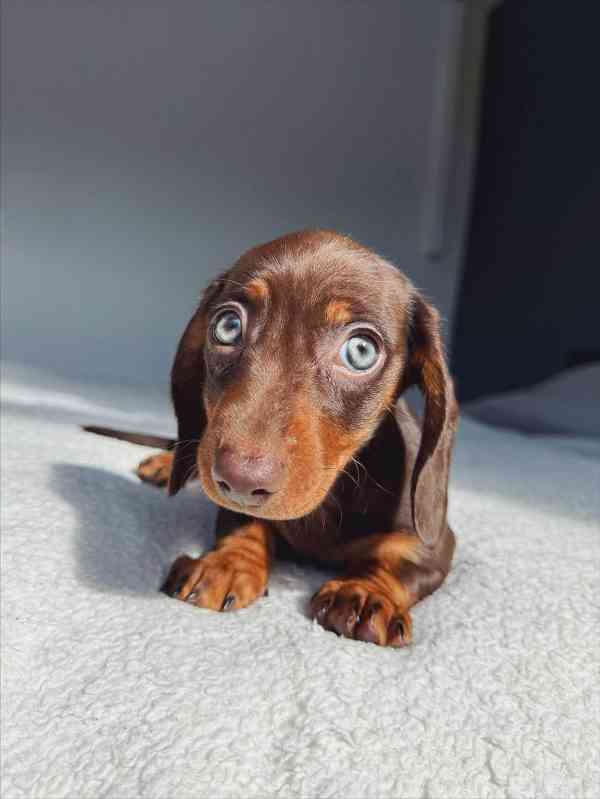 Jezevčík štěňata - foto 2