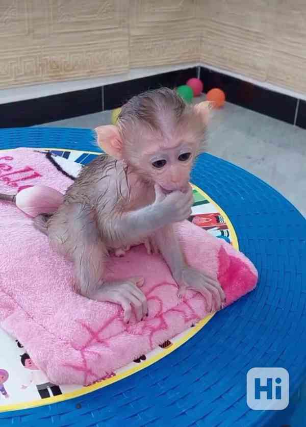 Inteligentní kapucínské opice k adopci - foto 1