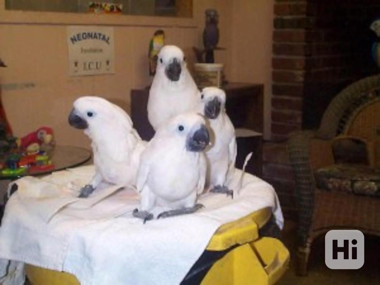 Krásní papoušci kakadu na prodej - foto 1