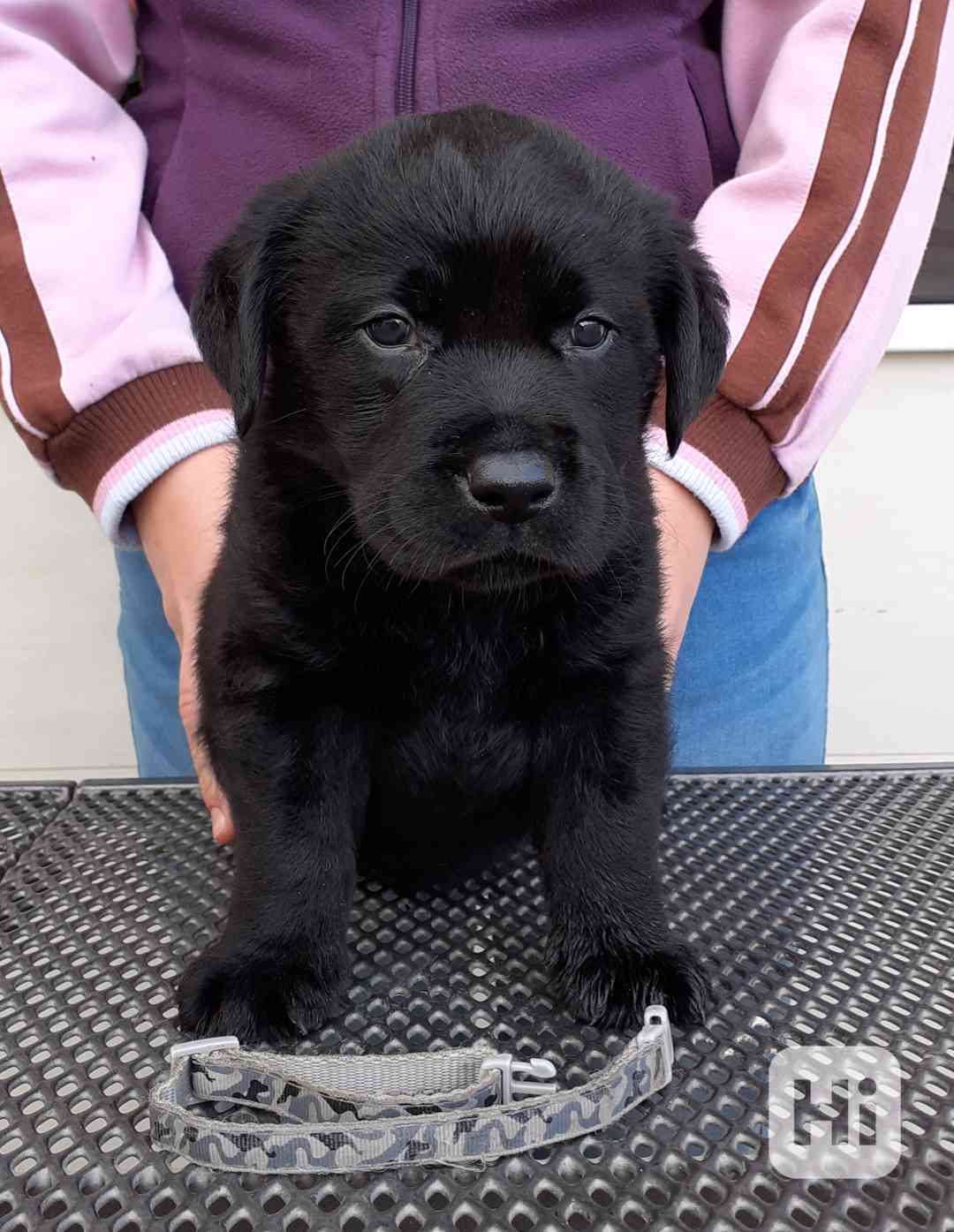 Labrador s PP - foto 1