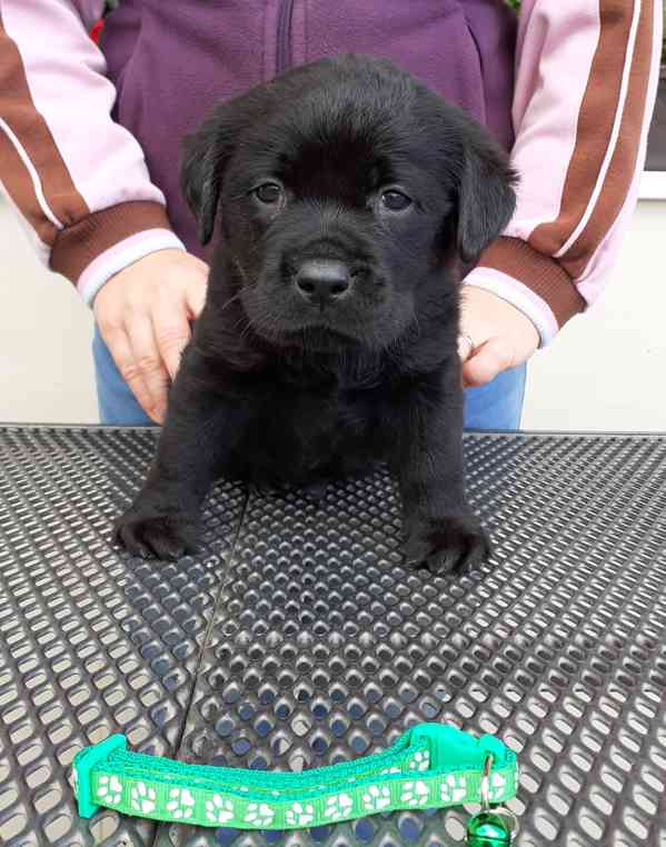 Labrador s PP - foto 3