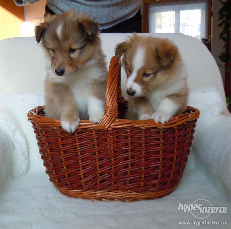 Šeltie,prodám štěně,zlatého pejska - foto 1