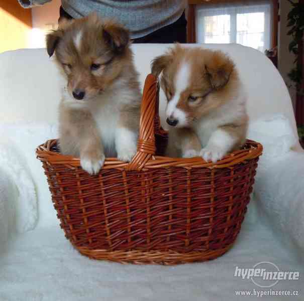 Šeltie,prodám štěně,zlatého pejska - foto 1