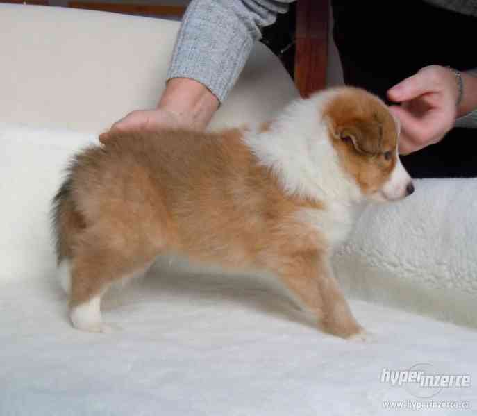 Šeltie,prodám štěně,zlatého pejska - foto 2