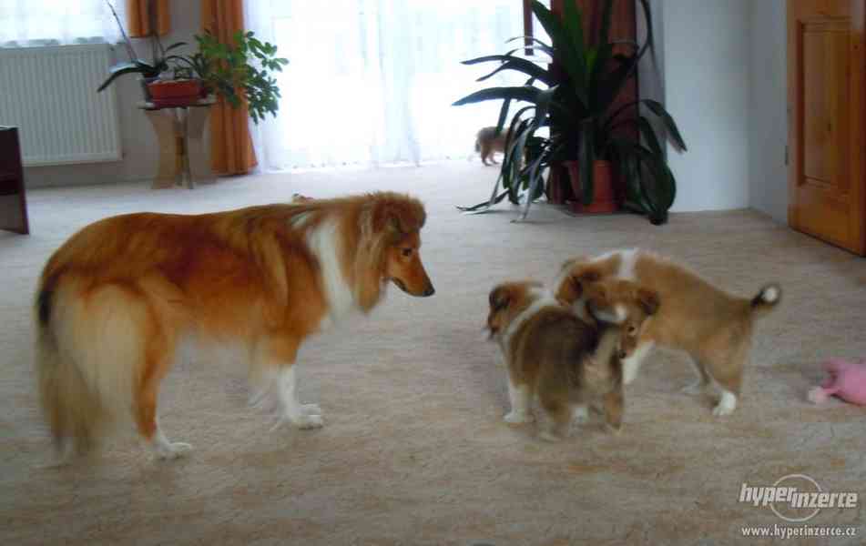 Šeltie,prodám štěně,zlatého pejska - foto 3