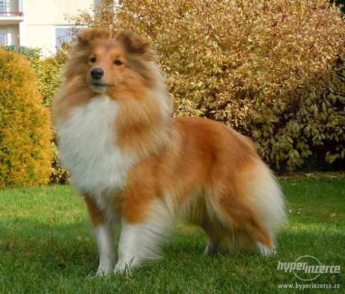 Šeltie,prodám štěně,zlatého pejska - foto 4