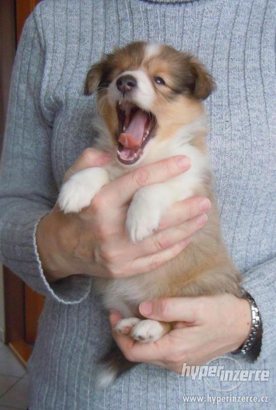 Šeltie,prodám štěně,zlatého pejska - foto 5