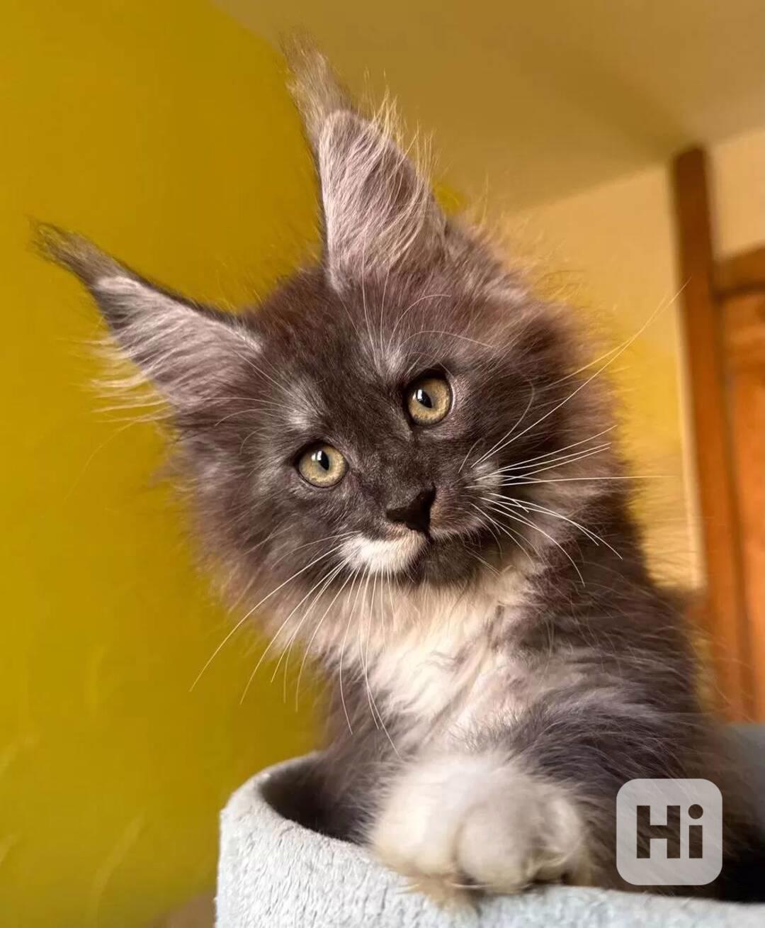 Nádherný mainský mývalí kocourek s PP - foto 1