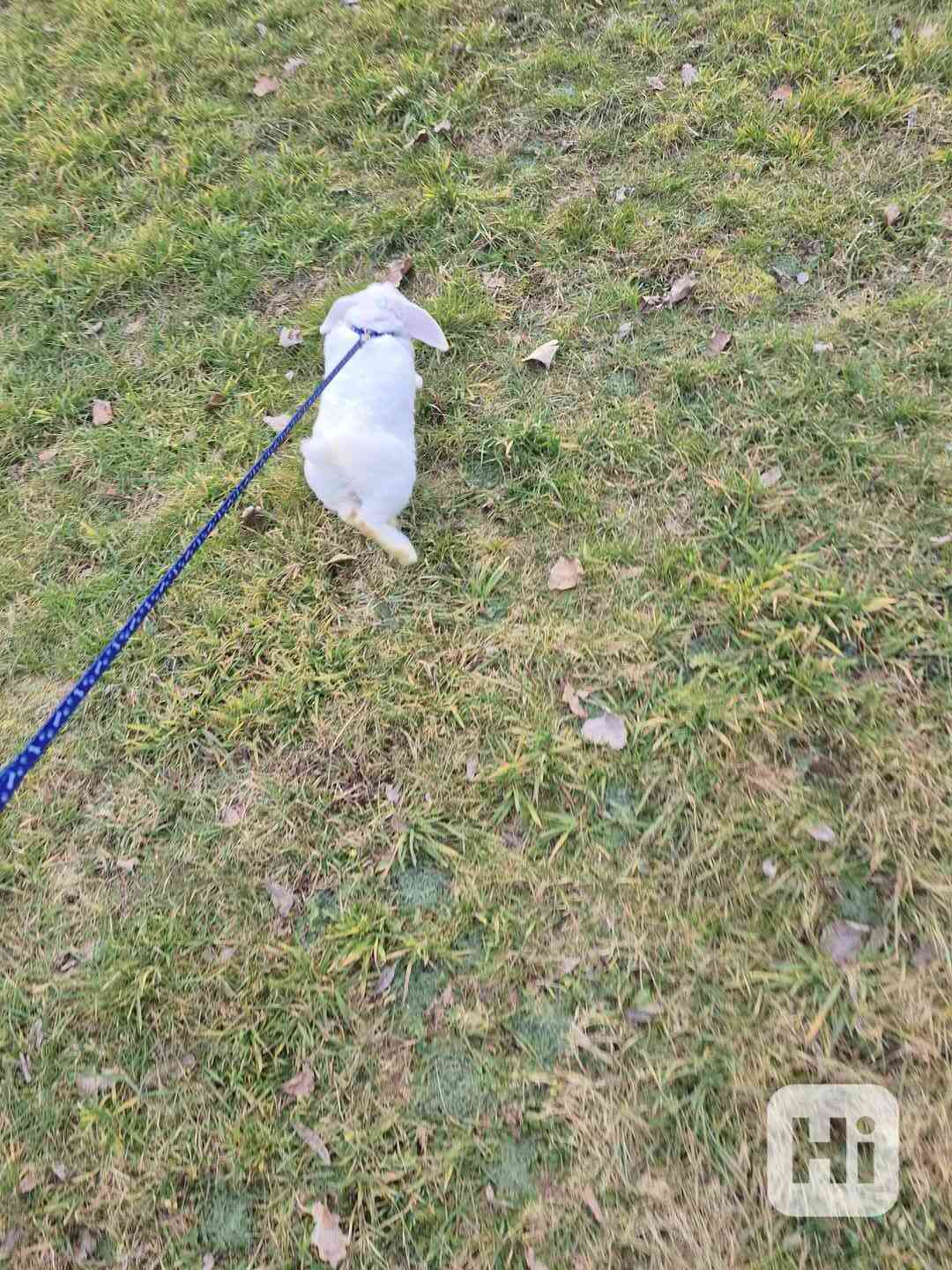 Zakrslý beránek - foto 1