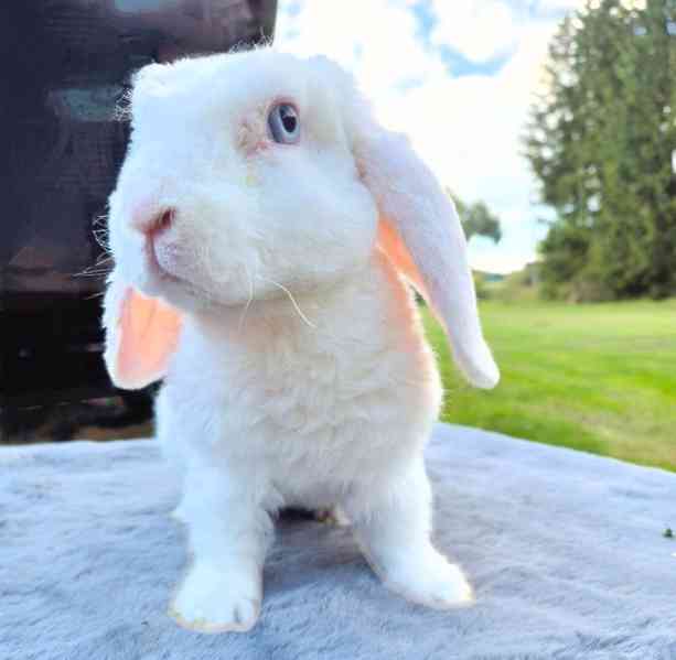 Zakrslý beránek - foto 4