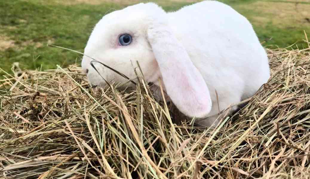 Zakrslý beránek - foto 3