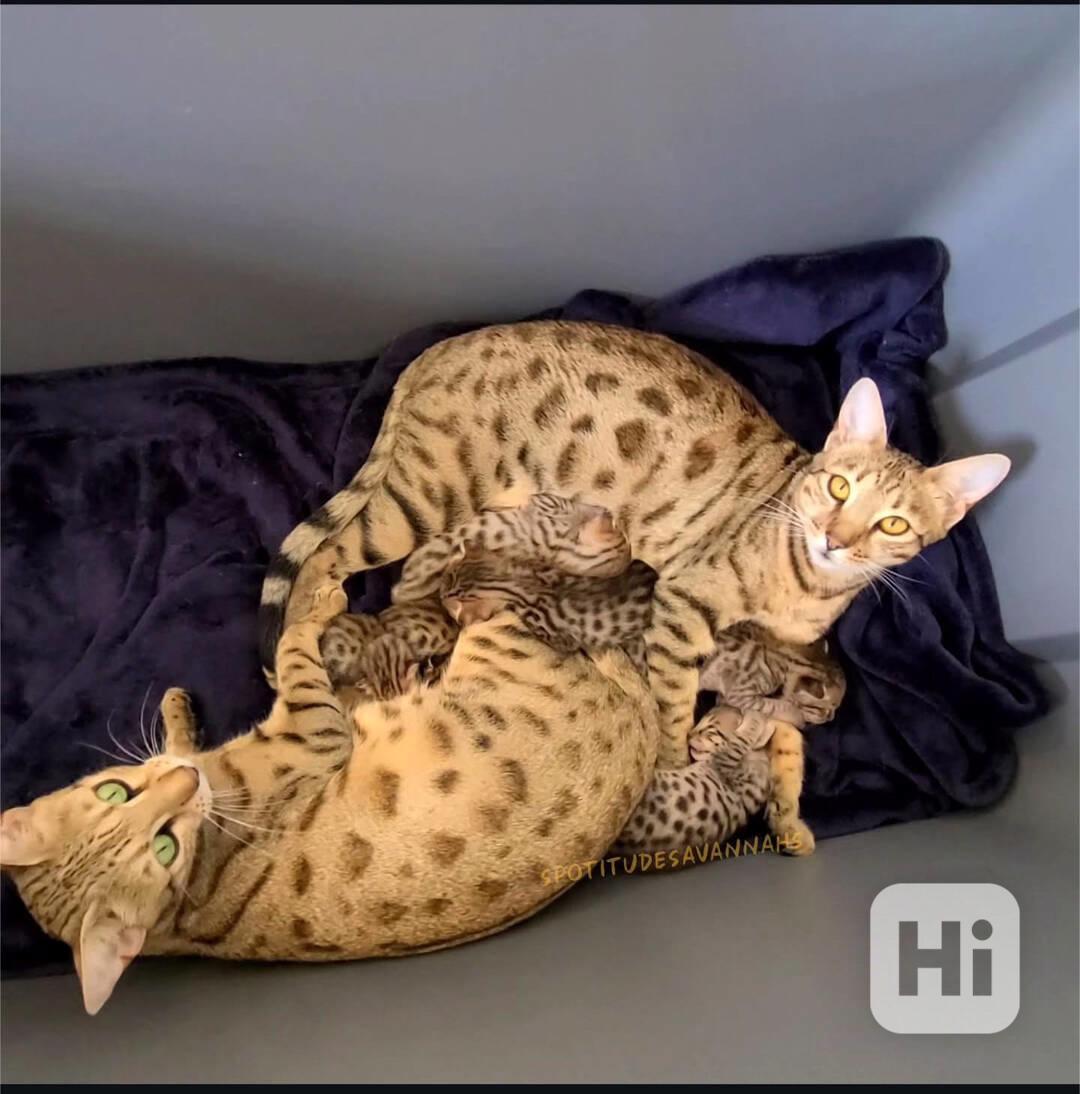 Koťata plemene Savannah na prodej - foto 1