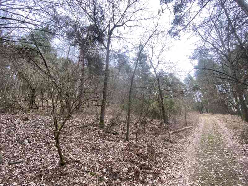 Lesní pozemek Sudkovice - foto 3