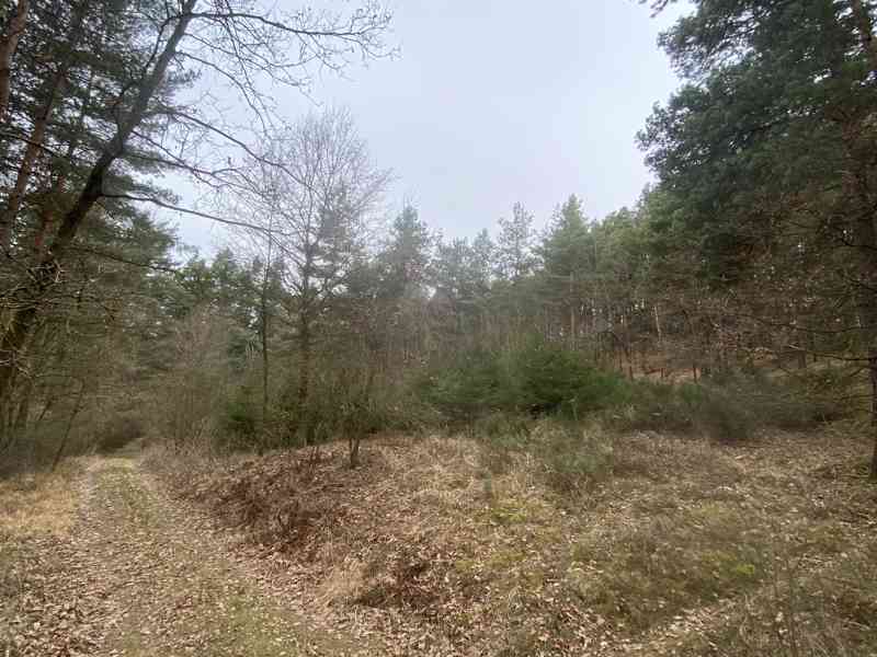 Lesní pozemek Sudkovice - foto 8