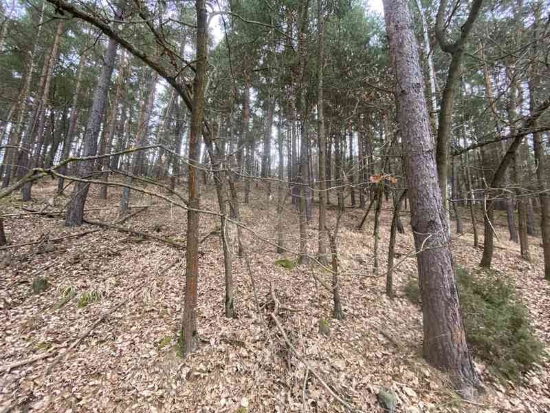 Lesní pozemek Sudkovice - foto 4