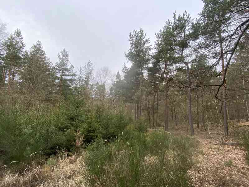 Lesní pozemek Sudkovice - foto 6