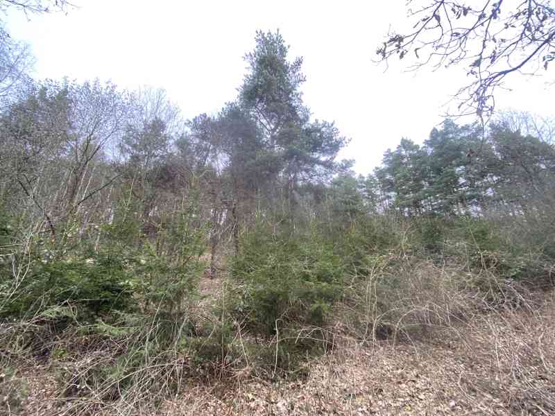 Lesní pozemek Sudkovice - foto 2