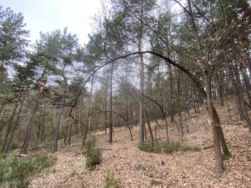 Lesní pozemek Sudkovice - foto 9