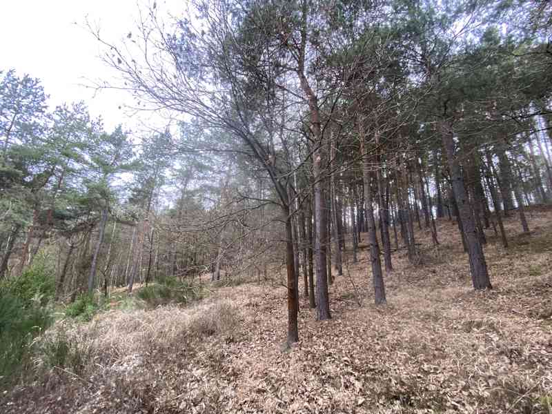 Lesní pozemek Sudkovice - foto 5