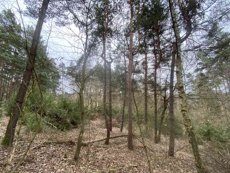 Lesní pozemek Sudkovice - foto 7