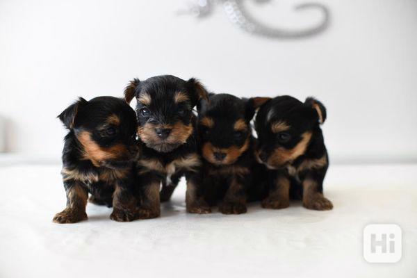 Nádherná malá štěňata jorkšírského teriéra k dispozici s dok - foto 1