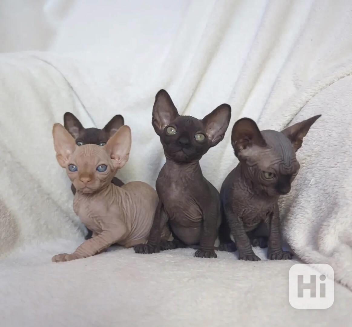 Roztomilá koťátka Sphynx připravena ❤️❤️ - foto 1