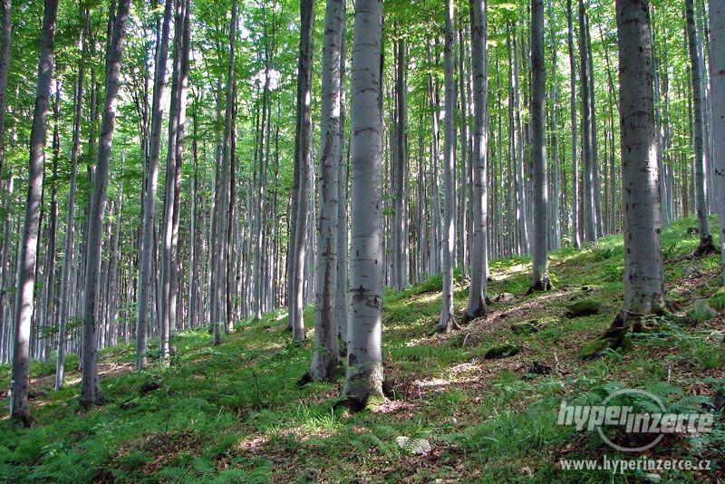 Těžba dřeva, výkup lesů včetně pozemku - foto 1
