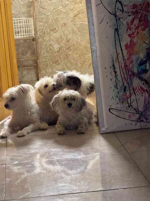 ✨ Šteniatka morkie, láska! ✨ - foto 5