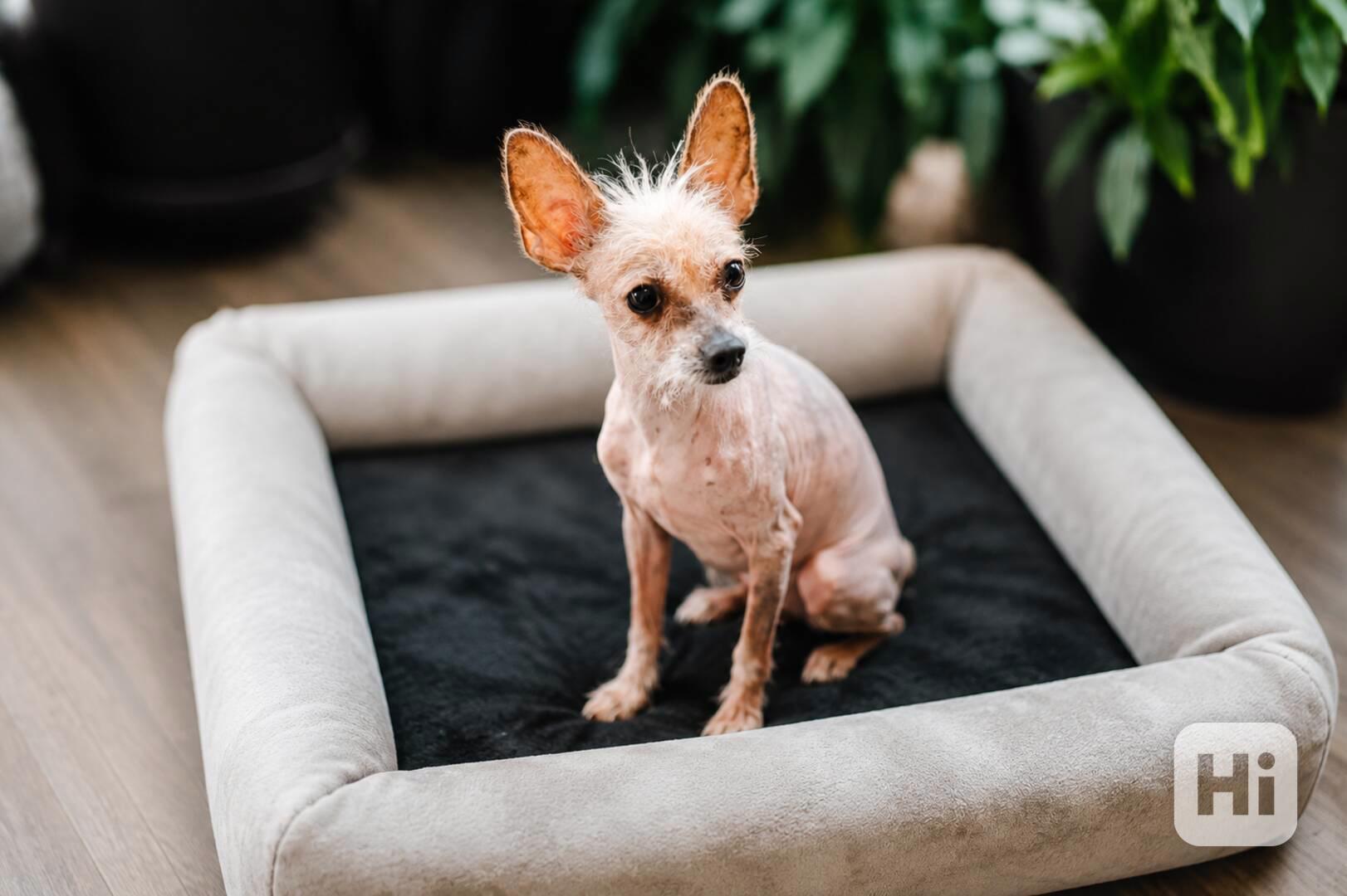 ELFÍK - 4 kg, kastrovaný psík 8 let  - foto 1