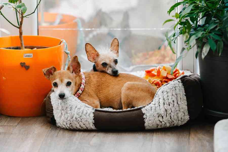 ELFÍK - 4 kg, kastrovaný psík 8 let  - foto 4