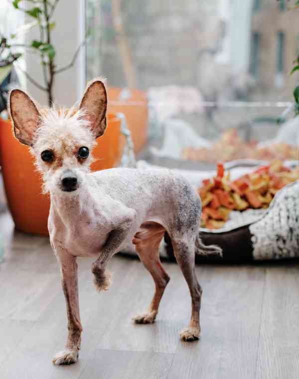 ELFÍK - 4 kg, kastrovaný psík 8 let  - foto 3