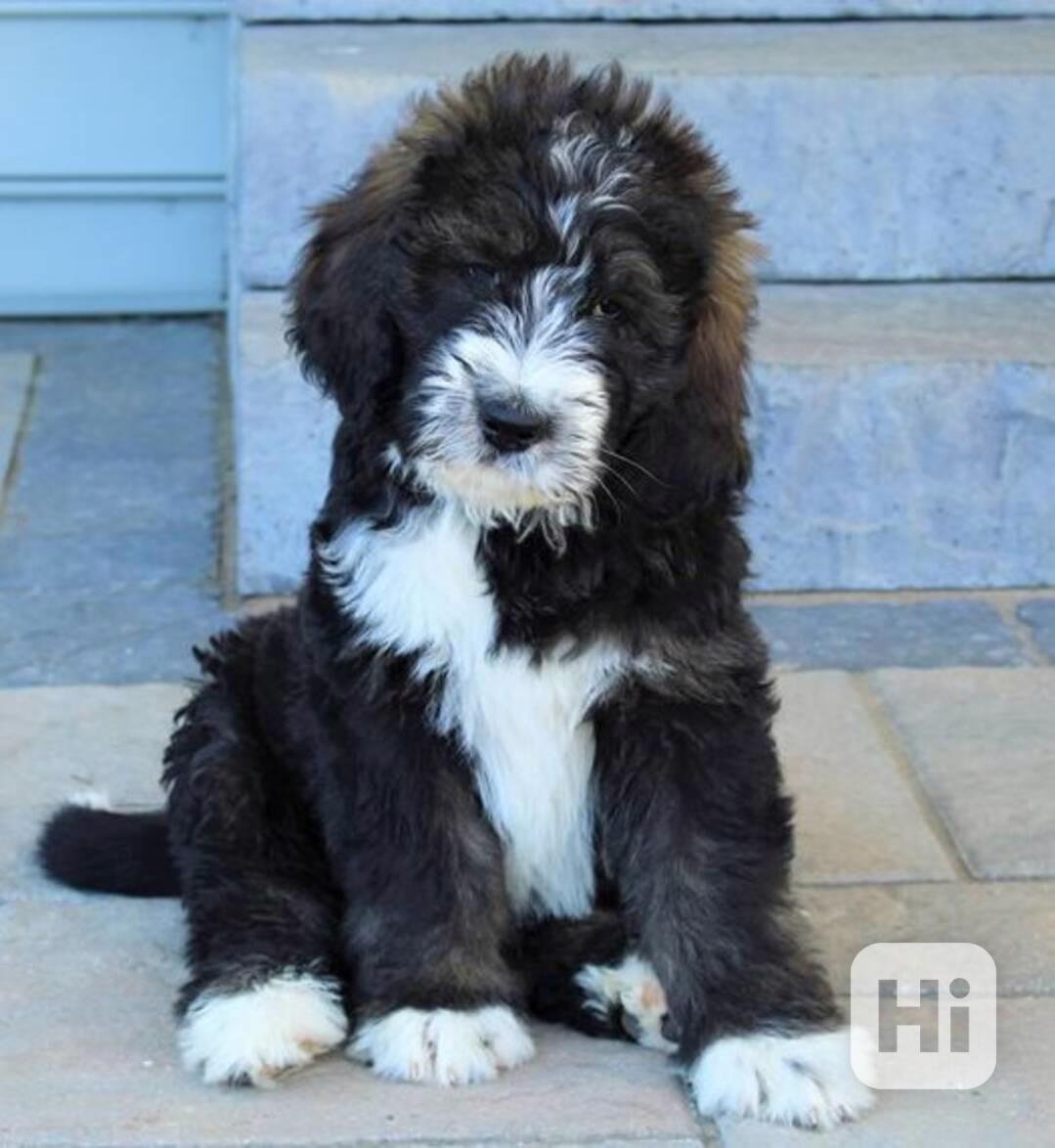 štěňata Bernedoodle k dispozici - foto 1
