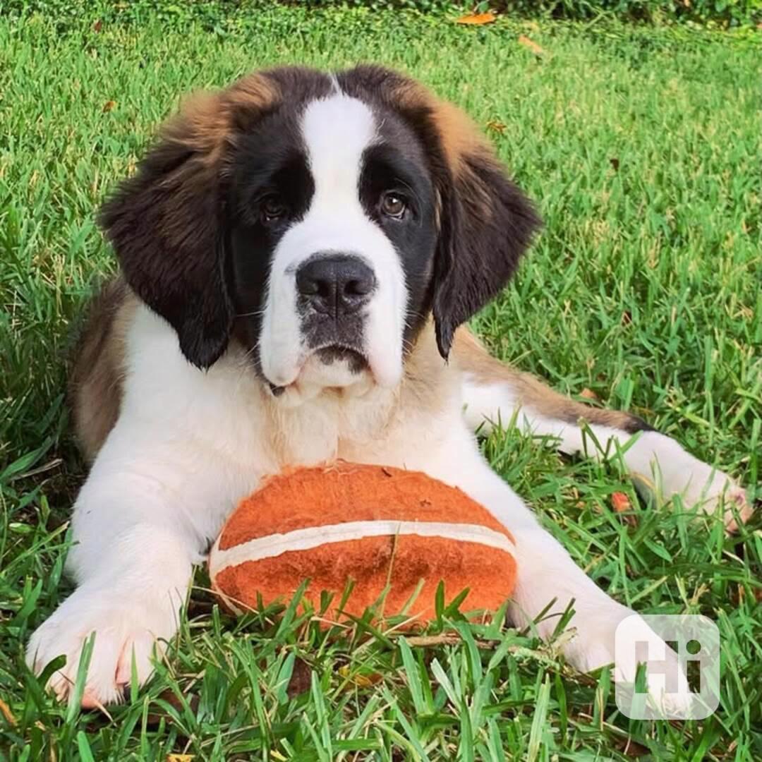 Adoptujte si ho, prosím - foto 1