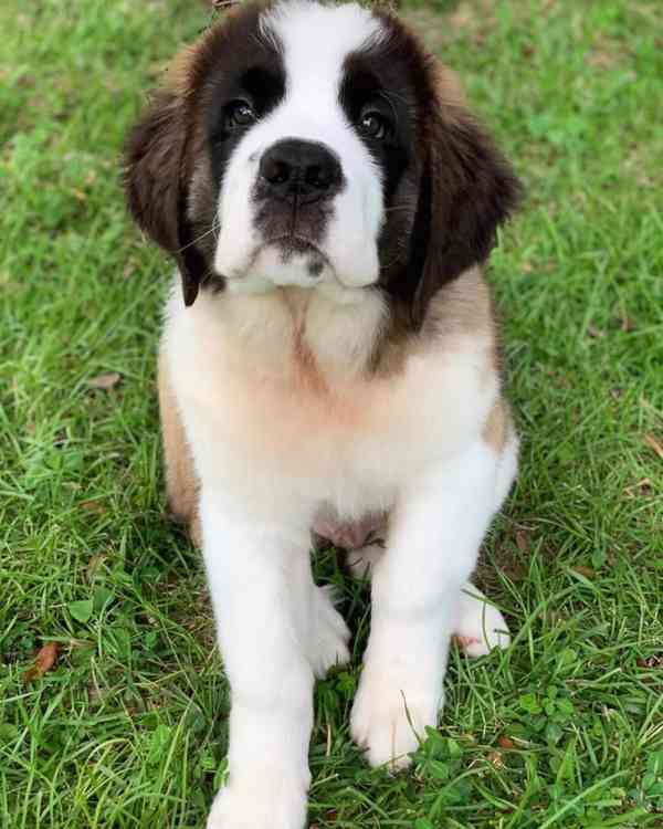 Adoptujte si ho, prosím - foto 4