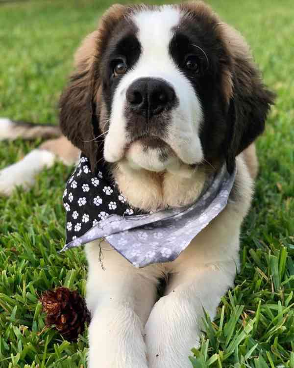 Adoptujte si ho, prosím - foto 3