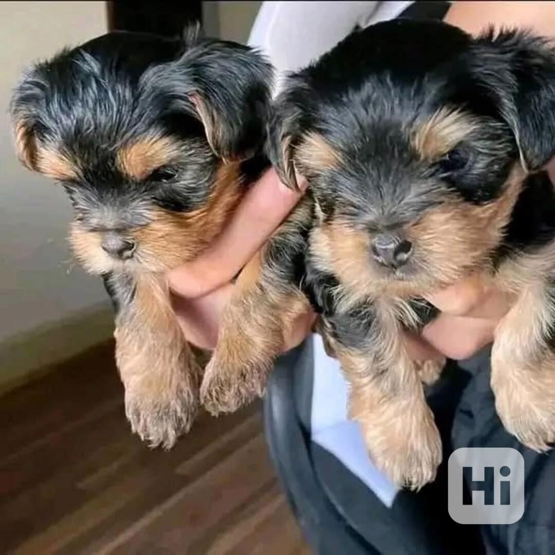 🧸 Rozkošná štěňátka jorkšírského teriéra - foto 1