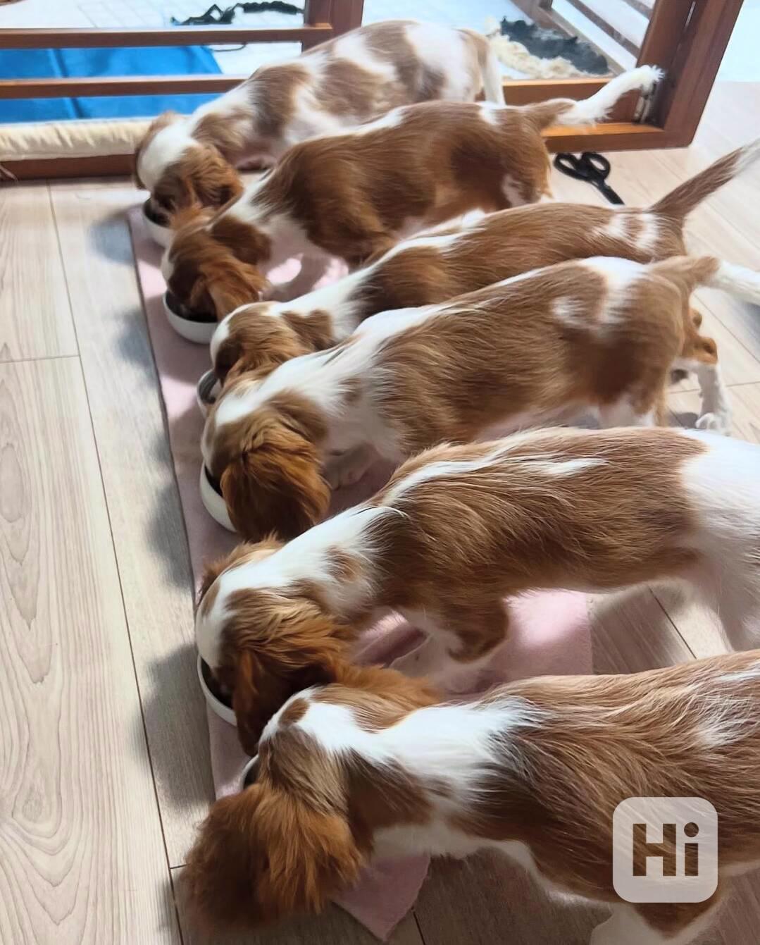 štěňata kavalír King Charles španěl, - foto 1