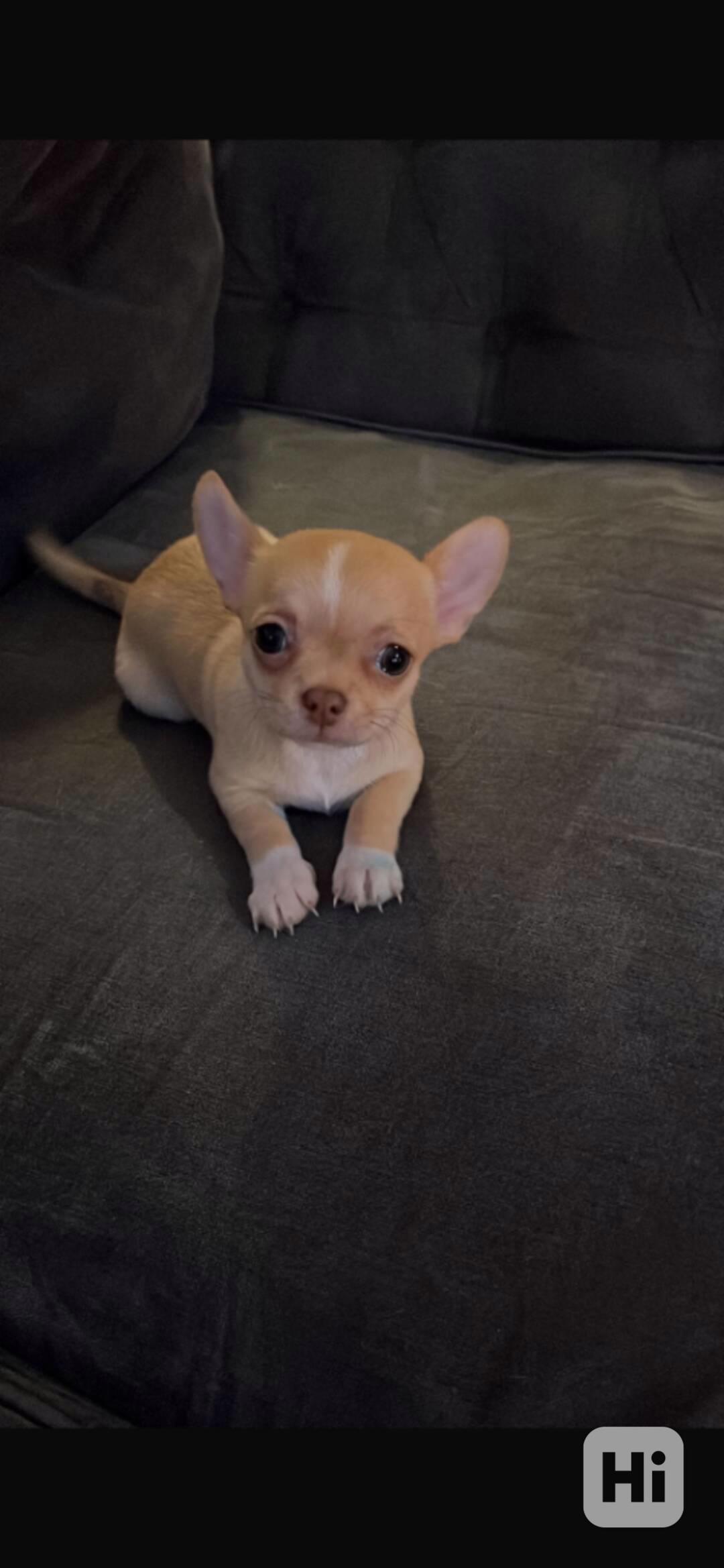 Mini Čivava  4 pejsky a 4 fenecky - foto 1