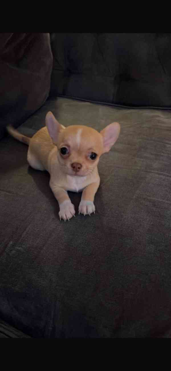 Mini Čivava  4 pejsky a 4 fenecky - foto 1