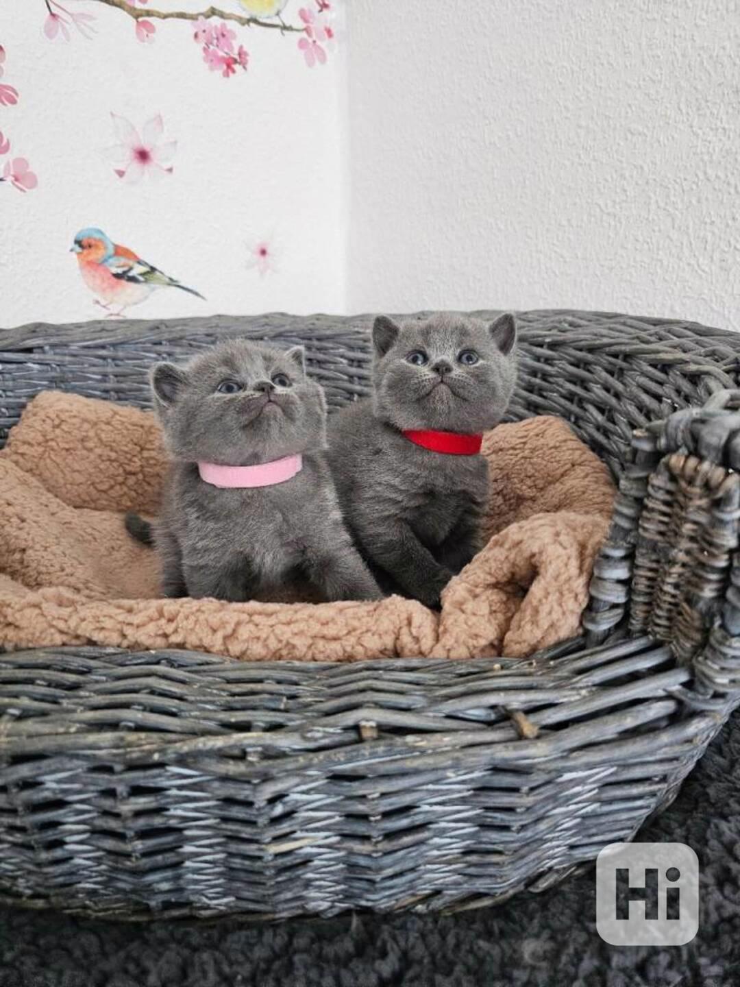Britská modrá koťata koťata, kočka - foto 1