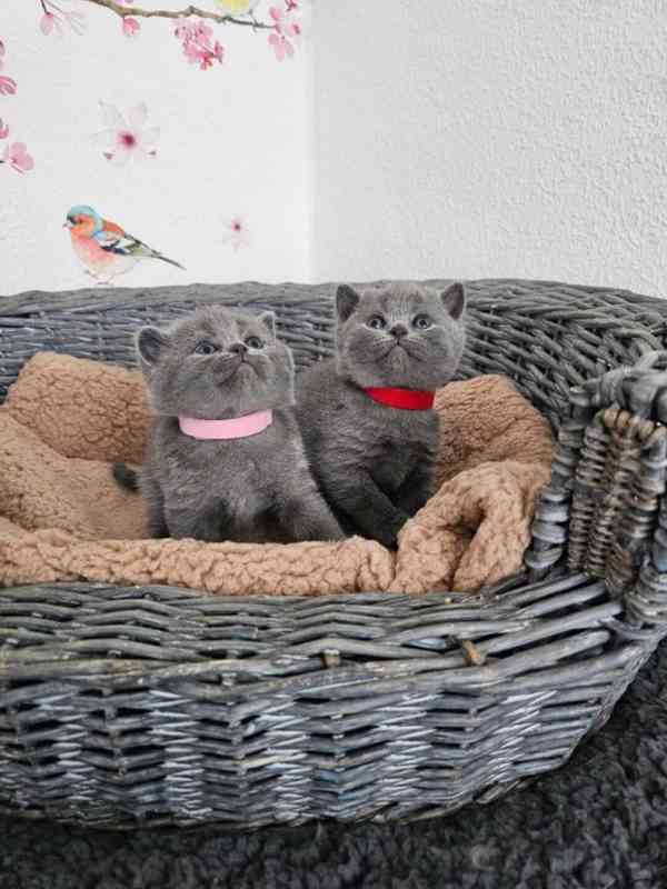 Britská modrá koťata koťata, kočka - foto 1