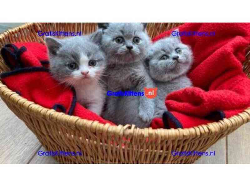 🐾 Rozkošné britské krátkosrsté kotě k dispozici 🐾 - foto 1