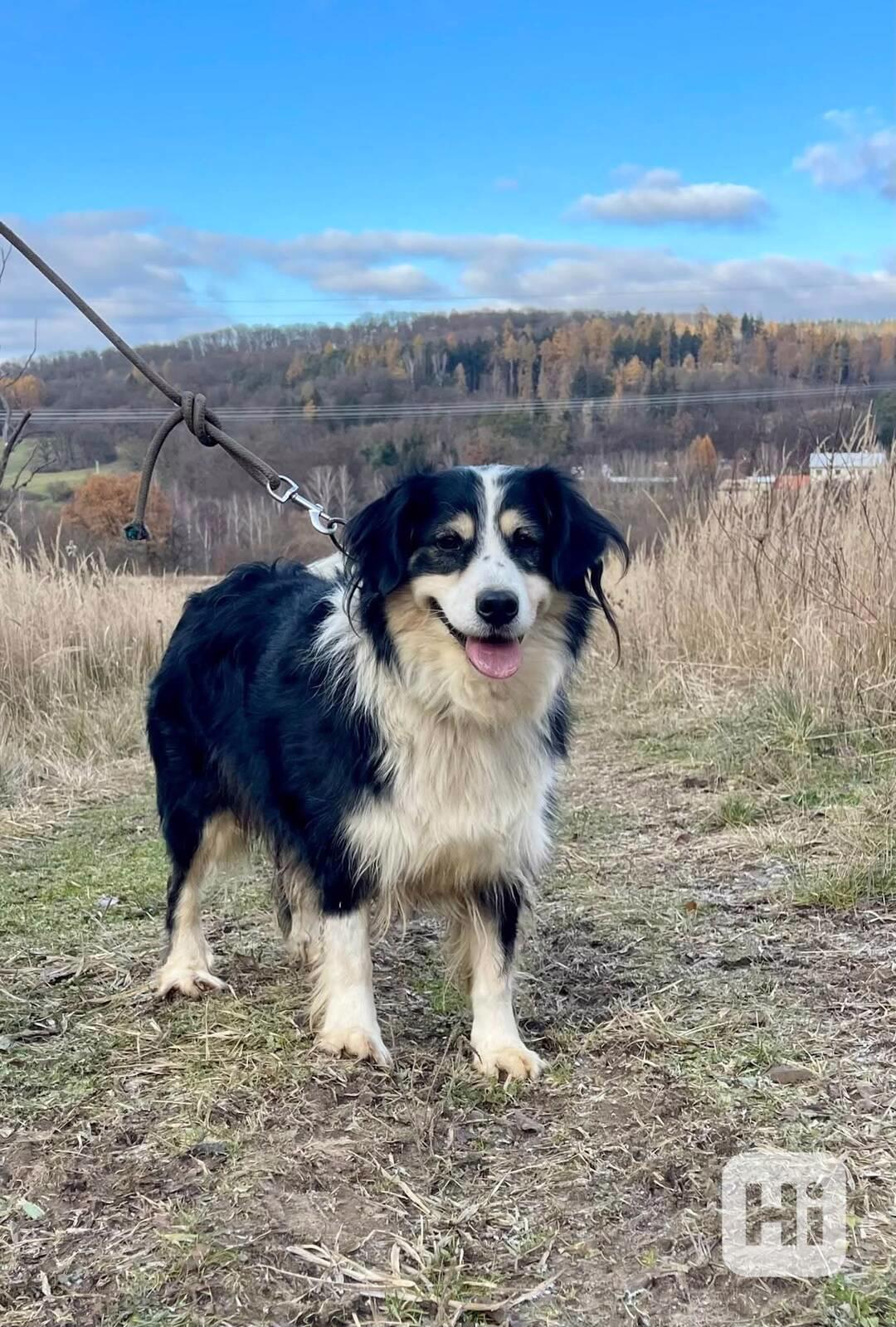 AKIMA - kastrovaná fenečka 7 let  - foto 1