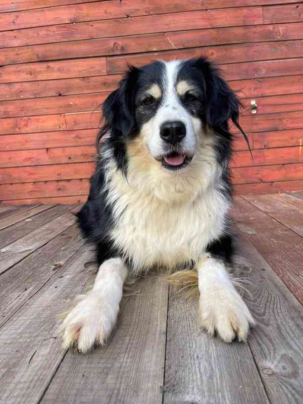 AKIMA - kastrovaná fenečka 7 let  - foto 3