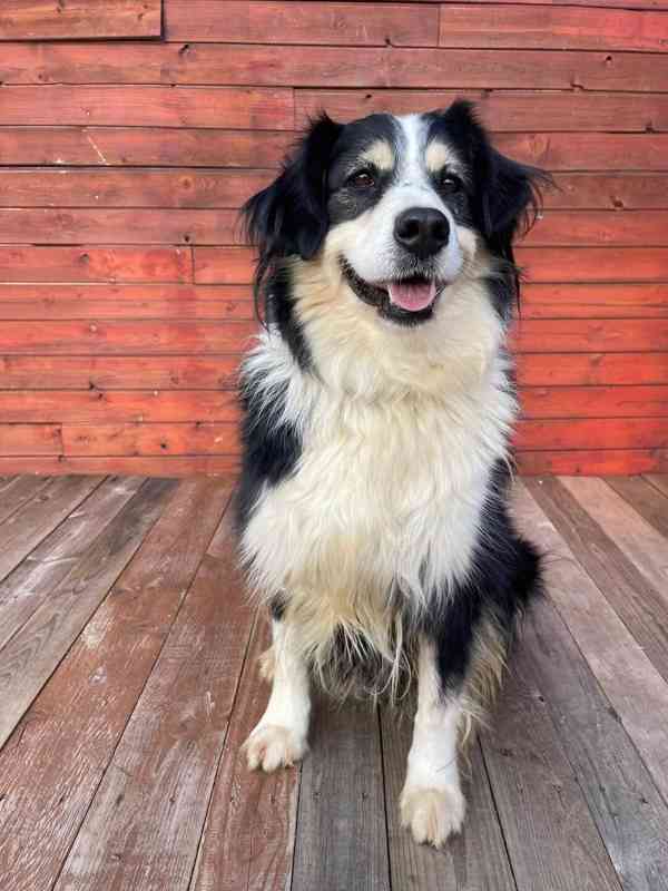 AKIMA - kastrovaná fenečka 7 let  - foto 4