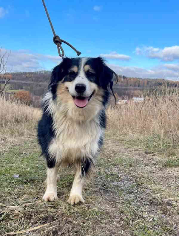 AKIMA - kastrovaná fenečka 7 let  - foto 2