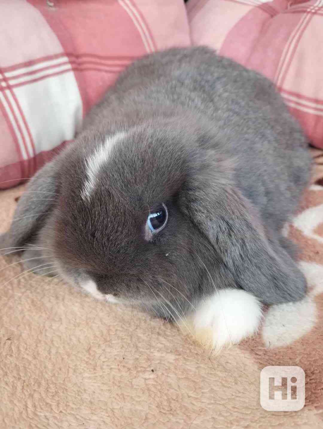 Králík  - foto 1