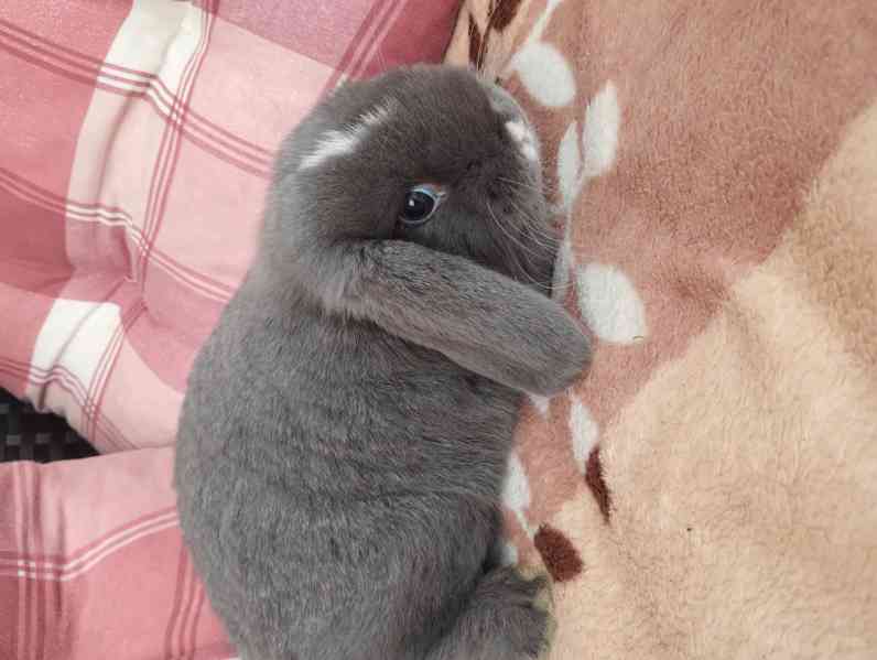 Králík  - foto 3