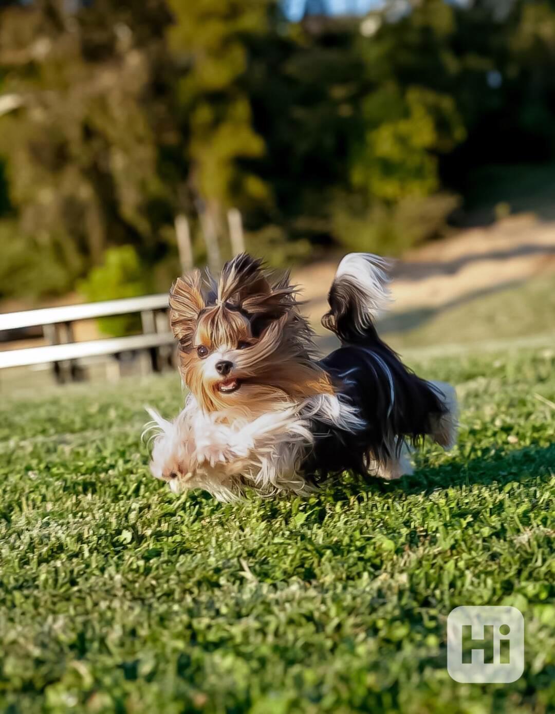 Máme rozkošná štěňátka jorkšírského teriéra, která hledají m - foto 1