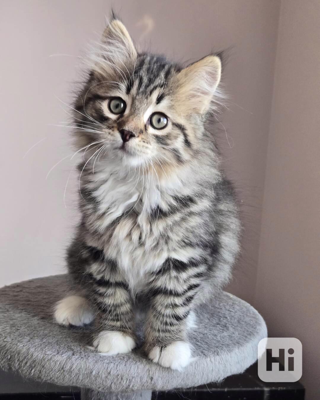 Hledá se milující domov pro roztomilá koťátka 🏡 - foto 1